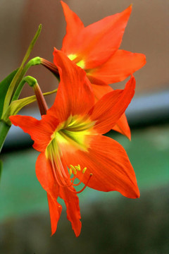 紅孤挺花