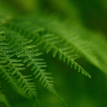 蕨類植物