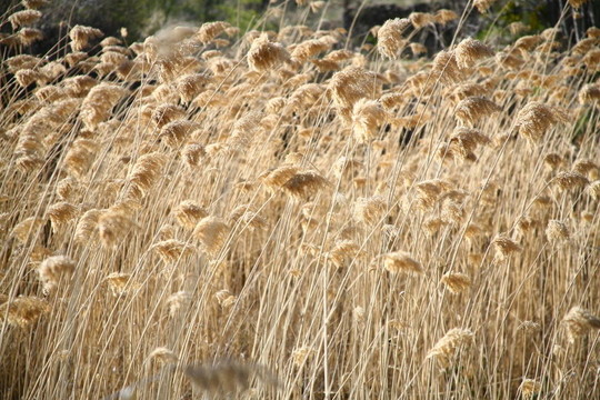 蘆葦背景