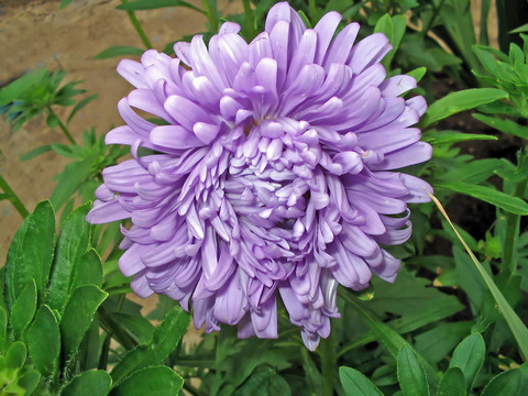 丁香花紫菀