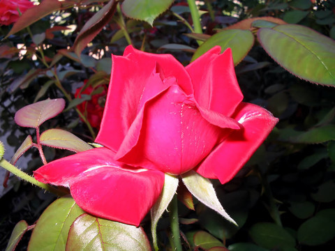 紅玫瑰花蕾