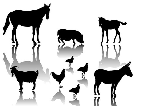 農(nóng)場(chǎng)里的動(dòng)物