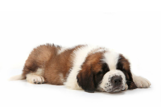 打盹的Saint Bernard Puppy