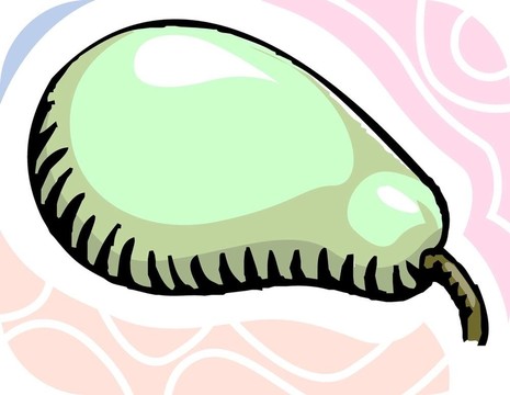 梨