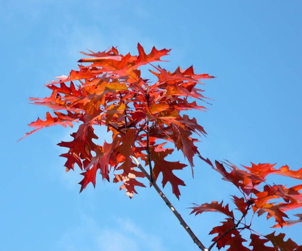 秋天紅楓