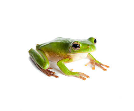 綠色樹蛙