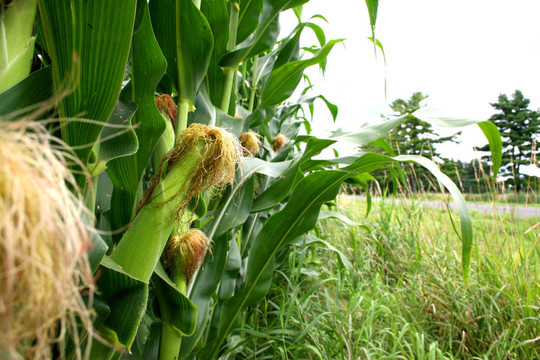 农场种植的玉米