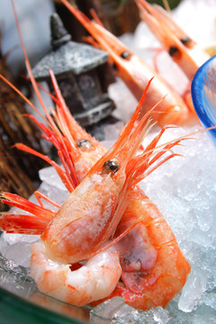 刺身 鮮蝦刺身