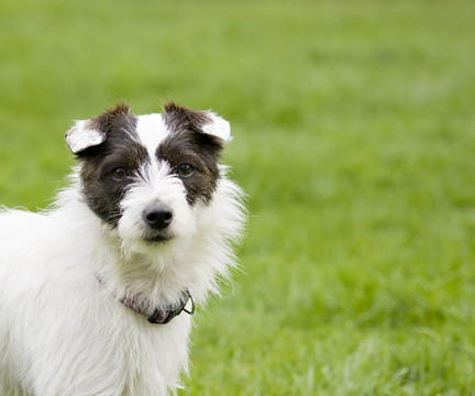 對(duì)杰克羅素梗犬戶外人像