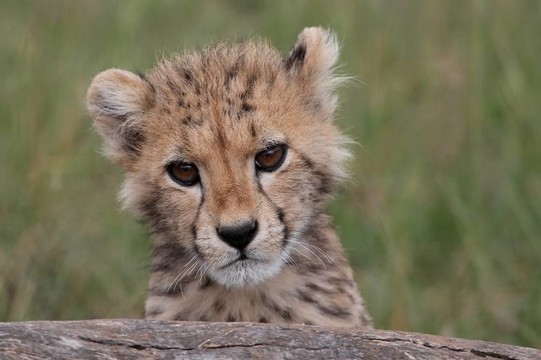 獵豹幼崽