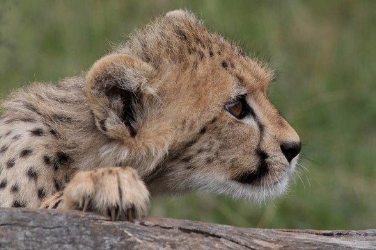 獵豹幼崽尋找
