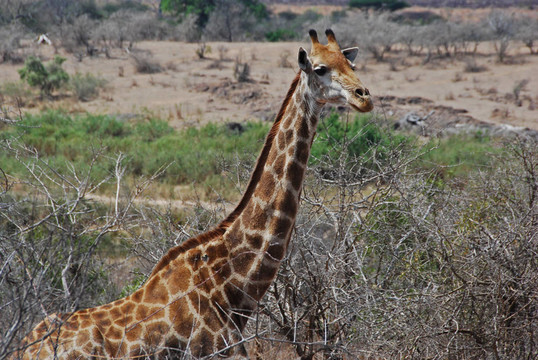 Giraffe我