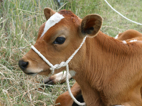 紅色與White Calf