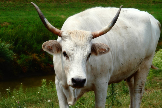 匈牙利灰牛或匈牙利草原牛
