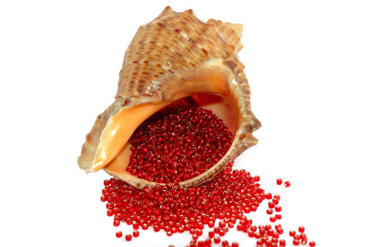 紅色的珠子在白色的貝殼