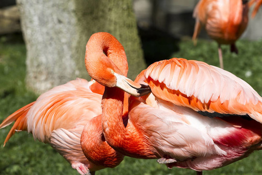 從動物園的火烈鳥的肖像