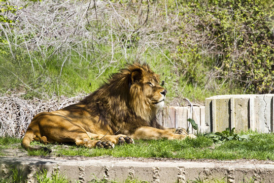 獅子；Panthera leo
