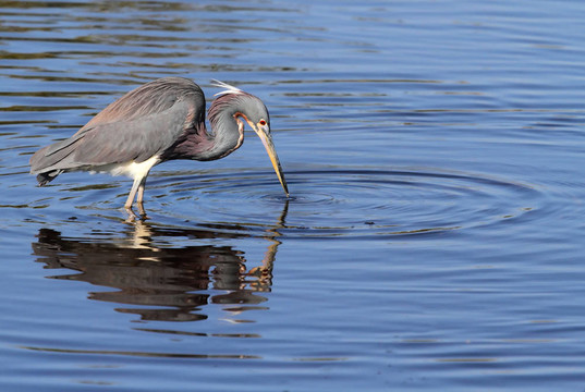 三色鷺（Egretta tricolor）