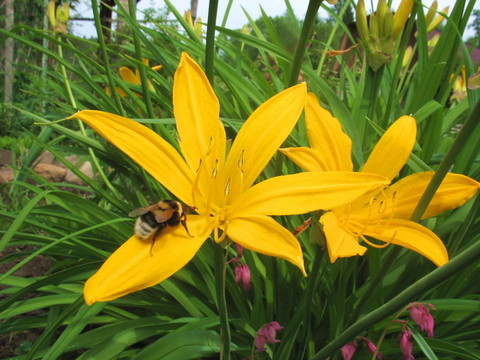 黃色莉莉和蜜蜂