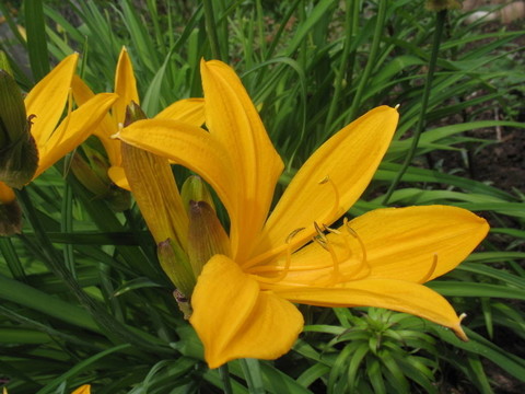 黃色莉莉和蜜蜂