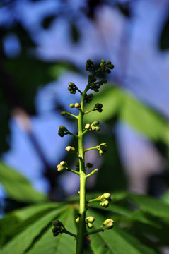 板栗開(kāi)花
