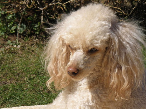 杏色貴賓犬