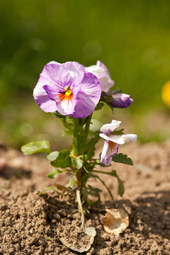 Pansy（三色堇）