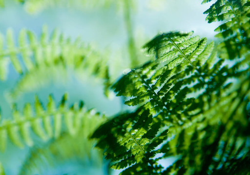 蕨類植物