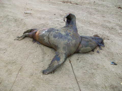 南美洲海灘的死海豹；在秘魯