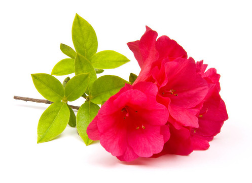 杜鵑花分離