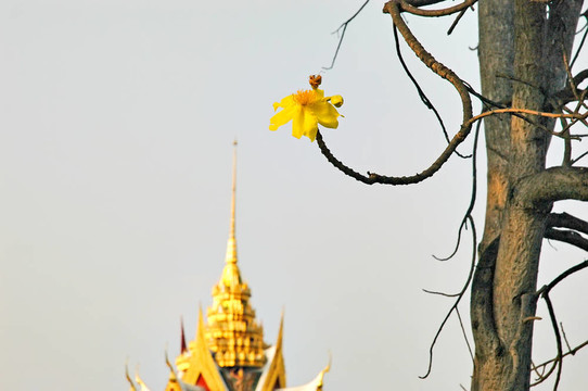 花