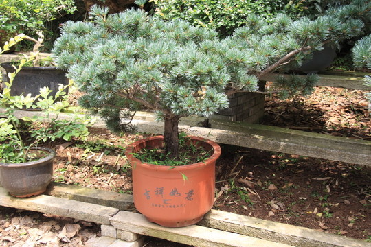 盆景