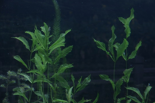 水草