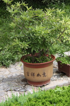 盆景