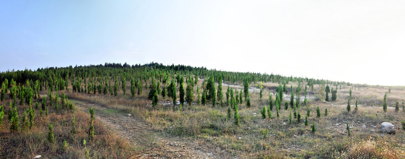 山坡松樹   植被