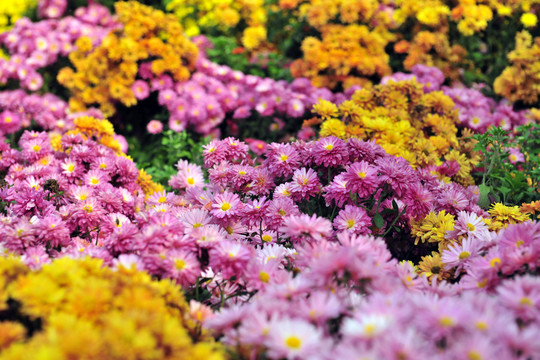 花海  花卉背景 鮮花