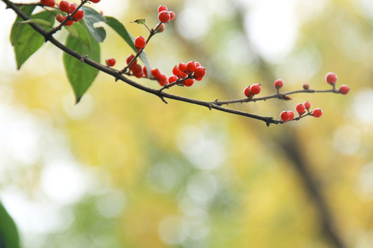 秋日剔透小紅果