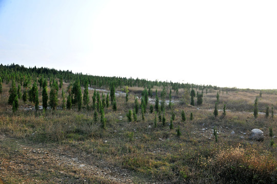山上松樹