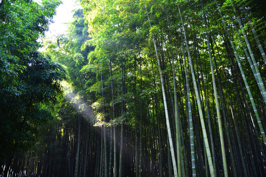 竹林陽(yáng)光