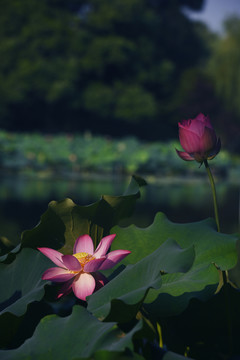荷花