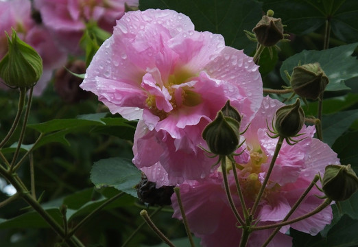 芙蓉花