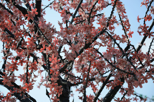 梅花滿樹