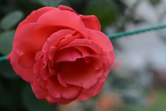 玫瑰花