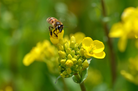 油菜花
