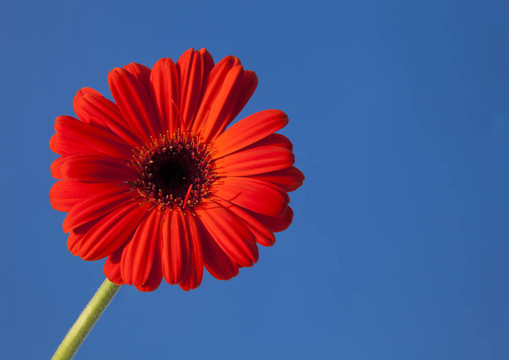 紅色的Gerber Daisy