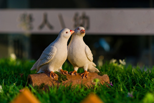 一對鴿子