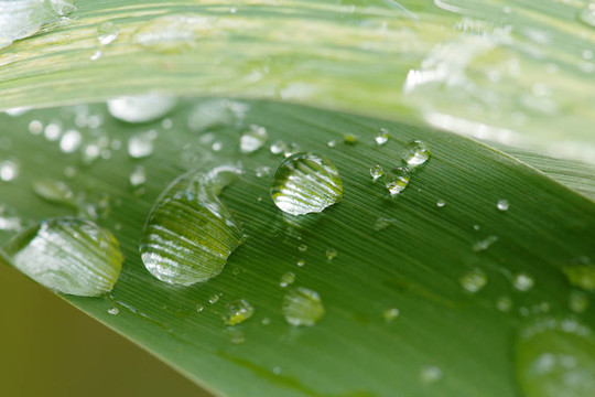雨在草葉扣分