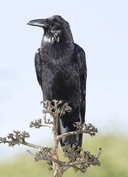 美洲烏鴉或樹上的黑鳥；加利福尼亞