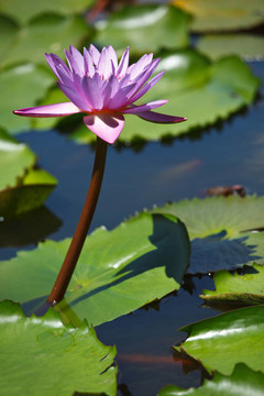 紫蓮花