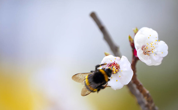 蜜蜂